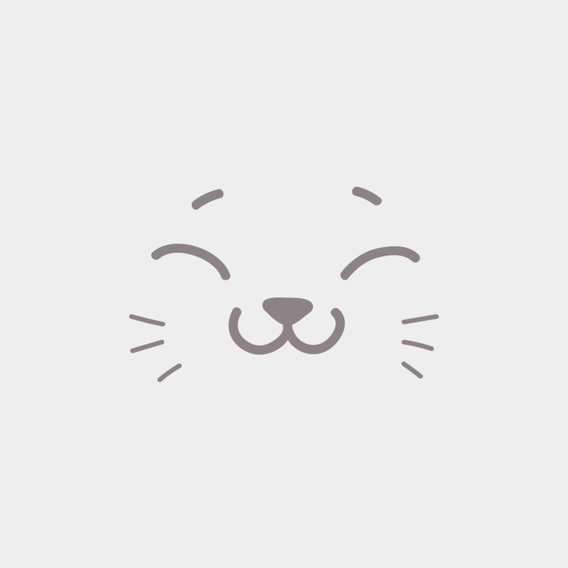 Femelle Maine coon Femelle Maine coon
