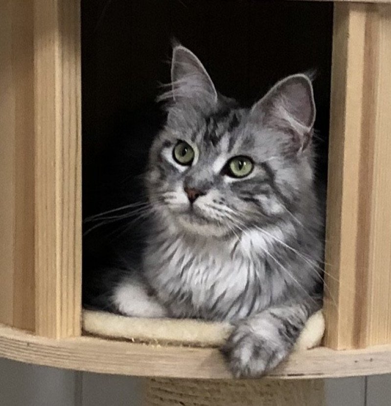 Olympe Femelle Maine coon