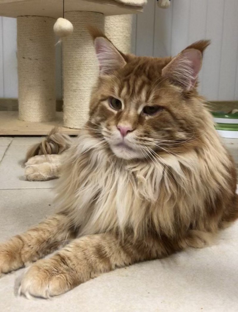 Uriah Mâle Maine coon