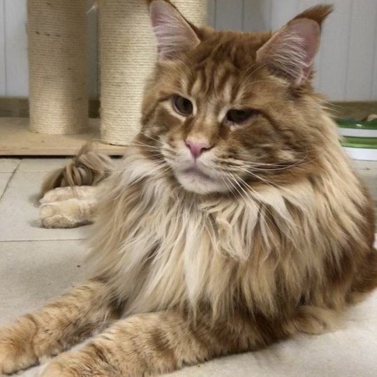 Uriah Mâle Maine coon